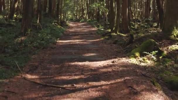 Aokigahara Jukai Forest Framåt Skjuta Lutning Skott Avslöjar Ensam Väg — Stockvideo