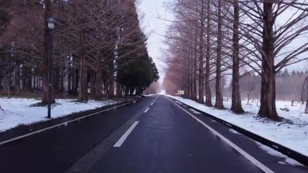 Cestuje Osamělou Zimní Cestou Metasequoia Namiki Japonsku Úhel Pohledu — Stock video