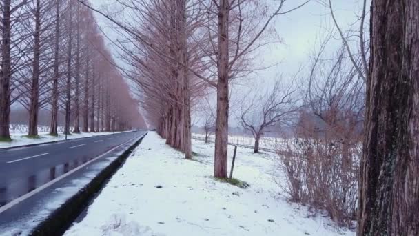並木道 メタセコイア並木のドーンレッドウッド 空の道をゆっくりパン — ストック動画