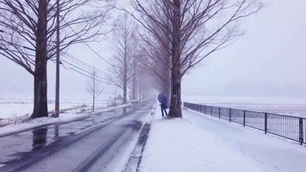 メタセコイア並木の雪道に傘を差した一人 — ストック動画