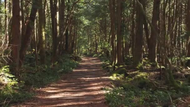 Előre Babakocsi Gyalogösvényen Jukai Aokigahara Erdőben Japánban — Stock videók