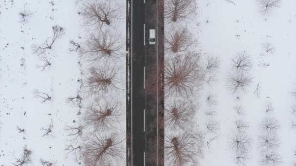 滋賀県牧野市のメタセコイア並木で雪の朝に道路に並ぶ美しいメタセコイアの木の4Kの空中ショット — ストック動画