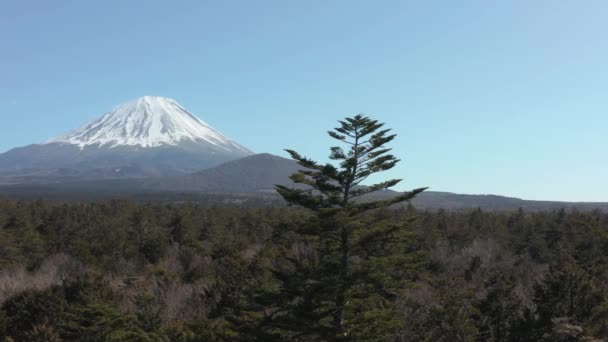 Una Panoramica Aerea Fuji Dalla Foresta Aokigahara Nella Prefettura Yamanashi — Video Stock