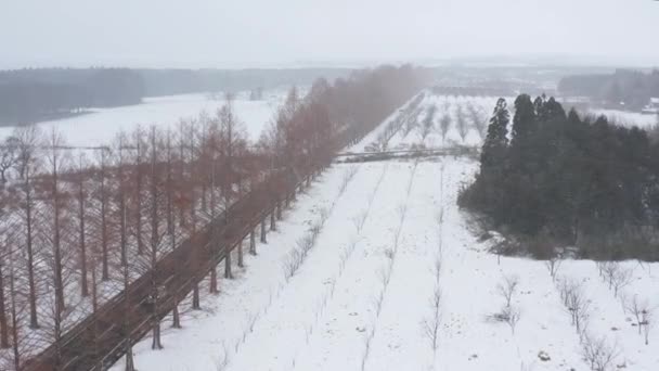 木の上に降る雪 メタセコイア並木 空中プルバックショット — ストック動画