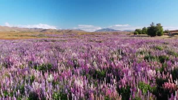 Slowmo Aerial Drone Shot Blooming Purple Lupins Lake Tekapo New — Stock Video