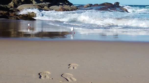 海鸥害怕了 从汹涌澎湃的海浪中缓慢地跑掉了 — 图库视频影像