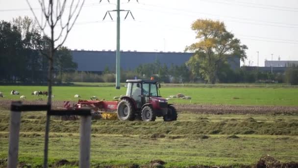 赤いトラクターは オランダで10月の日の午後の太陽の下で羊と緑のフィールドで作物を運転し 収集しています — ストック動画