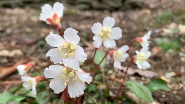 Oconee Bells Flowering Appalachian Mountains — Stock Video