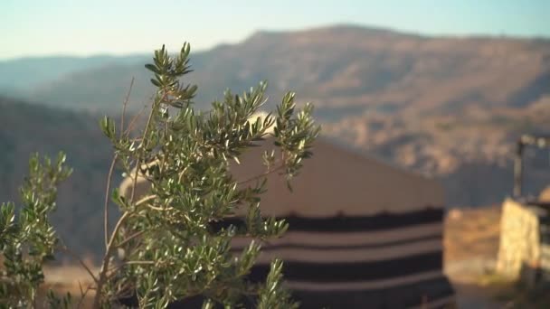 Slow Motion Shot Olive Trees Balançando Vento Com Tendas Tradicionais — Vídeo de Stock