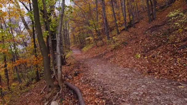 Hiking Trail Transylvania Forests Autumn Romania — Stock Video