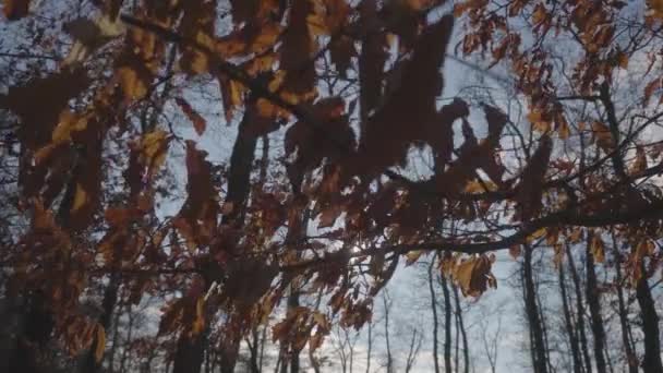 Close Dark Leaves Hang Tree Branches Breeze Sunlit Background — Stock Video