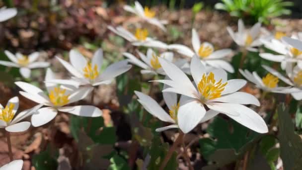 Flor Silvestre Sangrienta Las Montañas Apalaches — Vídeos de Stock