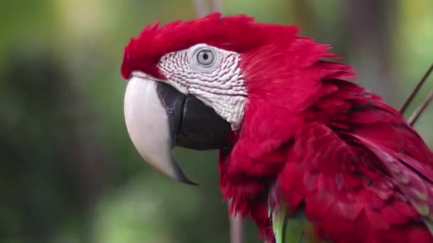 Retrato Primer Plano Guacamayo Rojo Verde Ara Chloropterus Deslice Izquierda — Vídeo de stock