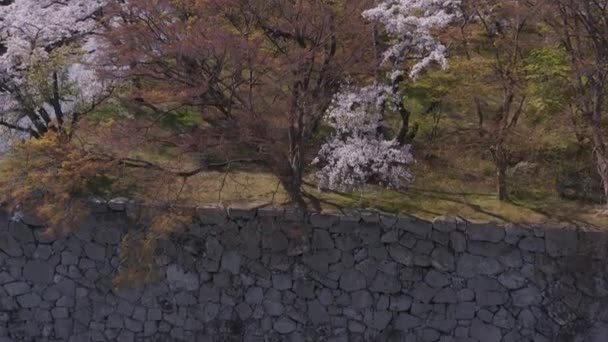 Sakura Hradní Zdi Hikone Naklonění Odhalit Záběr Jarní Japonsko — Stock video