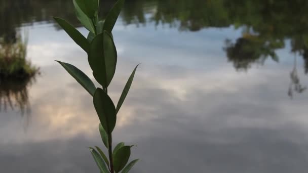 Zavřít Klidné Jezero Vody Odrazem Oblohy Přírody Inspirovat Relaxaci Klidná — Stock video
