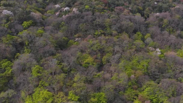 Montaña Primavera Arashiyama Japón Fondo Paisaje Natural — Vídeo de stock
