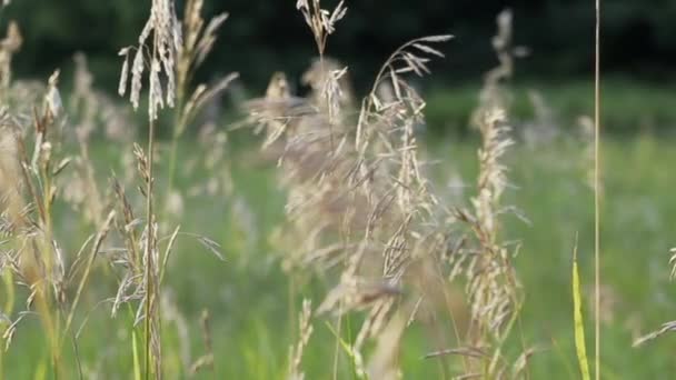 Close Slow Motion Pan Switchgrass Zachtjes Bewegen Wind Een Groene — Stockvideo