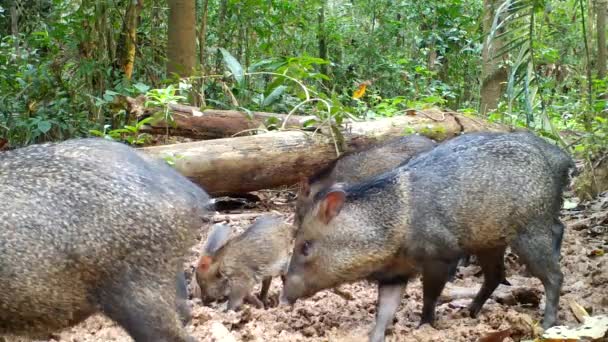 Yakalı Peccary Ailesi Vahşi Amazon Hayvanları Vahşi Domuzlar — Stok video