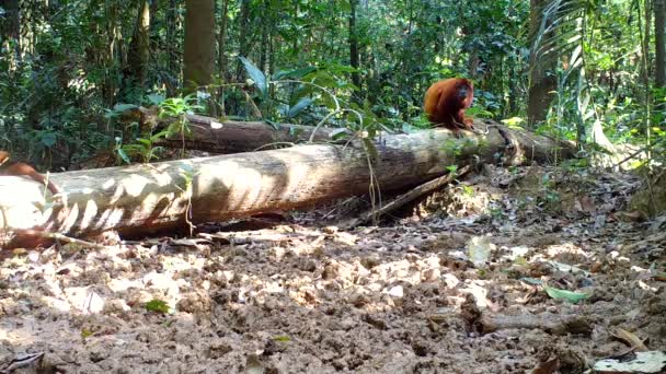 Mono Aullador Rojo Naturaleza Amazona Selva Tropical Animal — Vídeo de stock