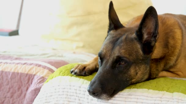 Chien Triste Chienne Ennuyée Gros Chien Couché Sur Lit Reposant — Video