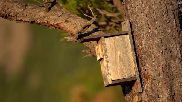 Pájaro Azul Montaña Saliendo Pajarera Cámara Lenta — Vídeo de stock