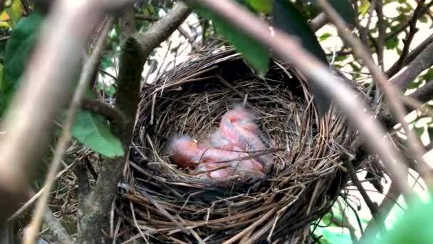 Trzy Nowo Wyklute Ptaszki Robin Siedzą Gnieździe Krzakach — Wideo stockowe