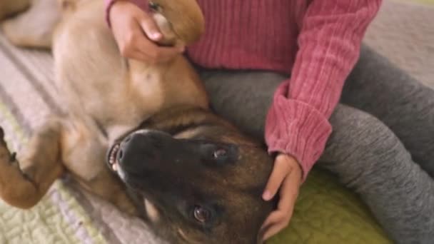 女孩坐在床上 与狗玩耍 抚摸和爱抚大狗 — 图库视频影像