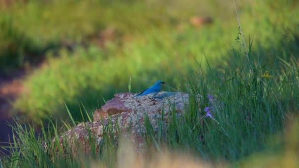 Uccello Azzurro Montagna Che Nutre Insetti Una Piccola Roccia — Video Stock