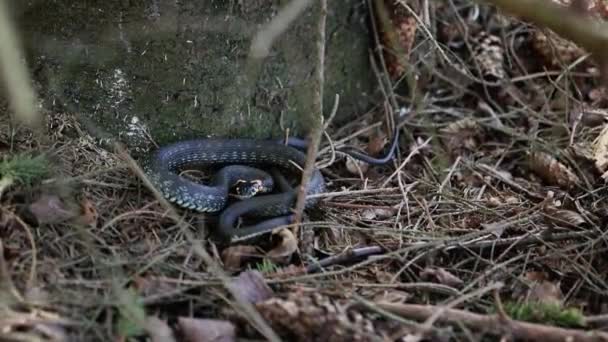 Una Gran Serpiente Acurrucada Bajo Árbol Serpiente Sobresale Lengua Percibiendo — Vídeos de Stock
