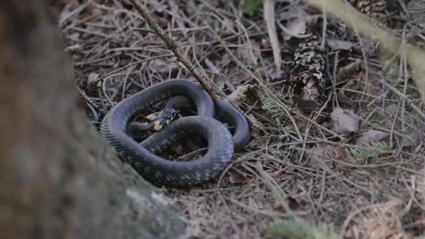 Una Gran Serpiente Acurrucada Bajo Árbol Serpiente Sobresale Lengua — Vídeos de Stock