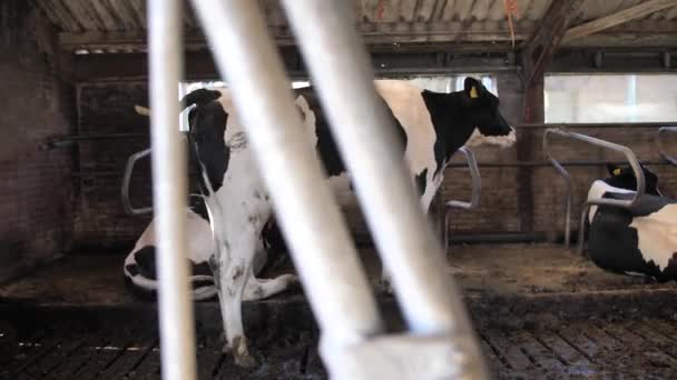 Vacas Grandes Con Manchas Blancas Negras Están Pie Acostadas Dentro — Vídeos de Stock