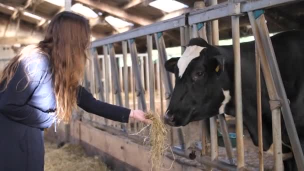 Una Joven Con Cabello Castaño Oscuro Está Alimentando Una Vaca — Vídeo de stock