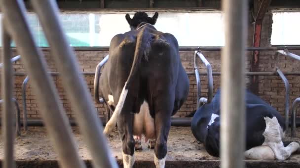 Wielkie Krowy Czarno Białymi Plamami Stoją Kładą Się Swojej Stodole — Wideo stockowe