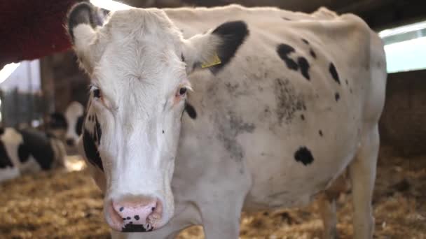 Een Witte Koe Met Zwarte Stippen Kijkt Naar Camera Rond — Stockvideo