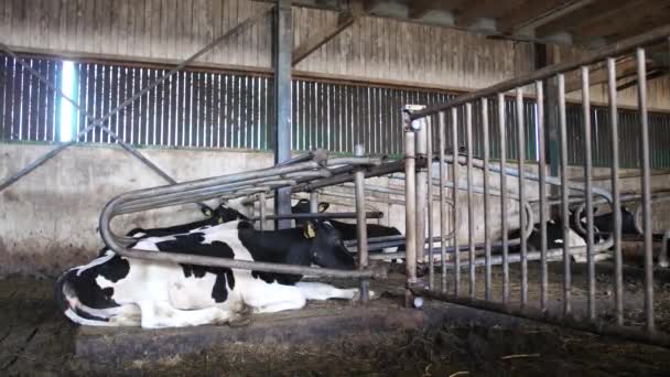 Una Sola Vaca Manchada Blanco Negro Está Acostada Descansando Cabina — Vídeo de stock