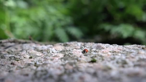 Little Ladybug Runs Stone Ladybug Moves Search Food Ladybug Crawls — Stock Video
