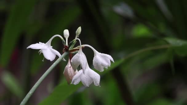 在阴沉沉的一天 细雨湿透了的白花在树叶茂密的花园里 在微风中摇曳 — 图库视频影像