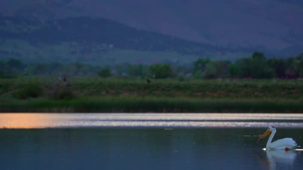 Bianco Americano Pelican Galleggiante Sulla Superficie Lago Calmo — Video Stock