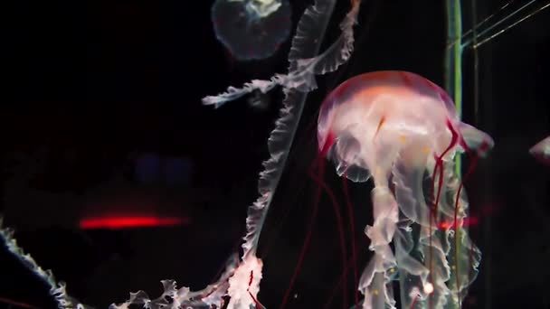 Medusas Color Blanco Rojo Fluyen Lentamente Través Del Agua Negra — Vídeo de stock