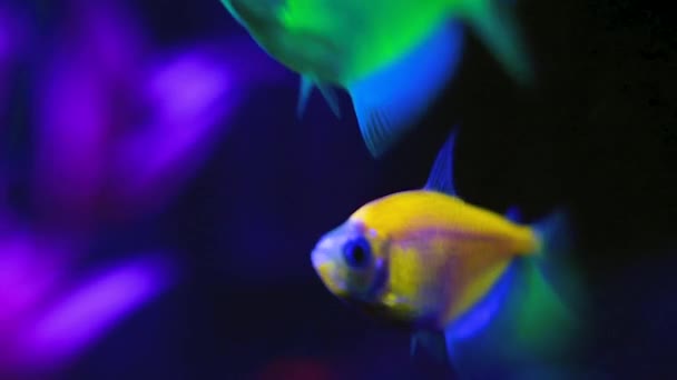 Various Glowing Fish Swim Together Dark Fish Tank Orange Green — Stock Video