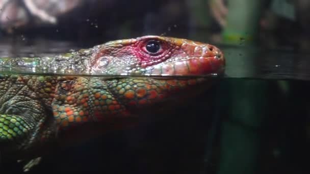 爬虫類の家族のトカゲ オレンジ 緑の色で 両生類はタンクのガラスに沿って泳ぐ — ストック動画