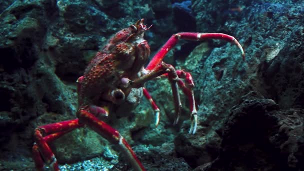 大きな赤いタラバガニは水中の生息地の岩のような雰囲気をクロールします 冷血で強い殻を持っている — ストック動画
