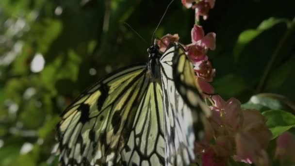 Μια Δυνατή Λευκή Πεταλούδα Που Κάποτε Ήταν Κάμπια Πετάει Από — Αρχείο Βίντεο