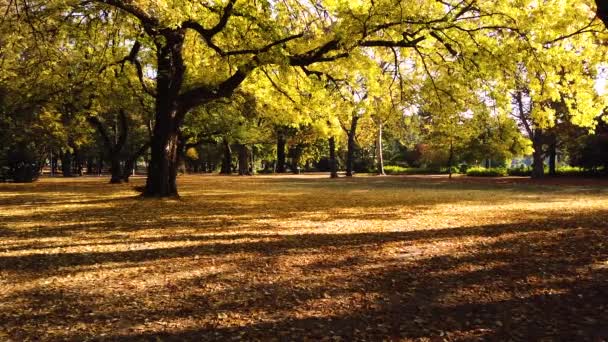 Foto Estática Árboles Dorados Hermosa Temporada Otoño Margaret Park Budapest — Vídeo de stock