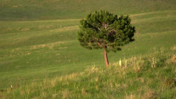 Ένα Μοναχικό Δέντρο Στον Ανοιχτό Χώρο Του Boulder Colorado — Αρχείο Βίντεο