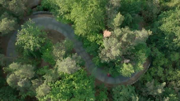 Coche Rojo Conduciendo Carretera Curva Forma Entre Árboles Vista Aérea — Vídeo de stock