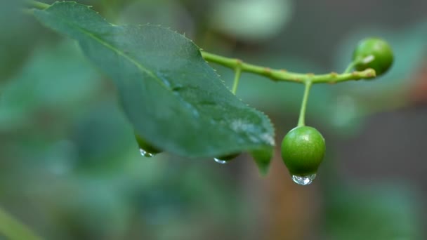 Gros Plan Gouttelettes Eau Sur Des Fruits Sauvages — Video