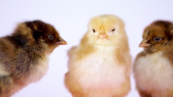 Tre Små Kycklingar Samverkar Tätt Mot Vit Bakgrund — Stockvideo