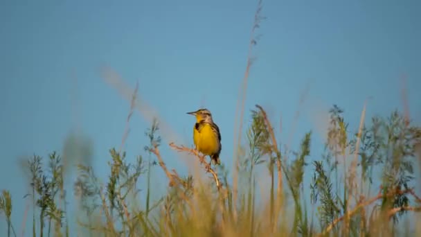 Ανατολικό Meadowlark Σκαρφαλωμένο Στους Θάμνους Και Τραγουδώντας — Αρχείο Βίντεο