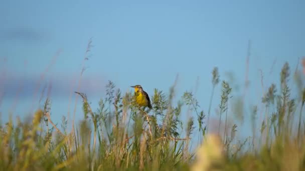 Eastern Meadowlark Perching Bushes Singing — Stock Video